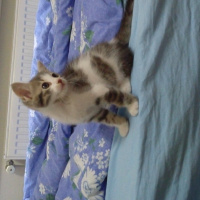 Tekir Kedi, Kedi  Mia fotoğrafı