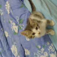 Tekir Kedi, Kedi  Mia fotoğrafı