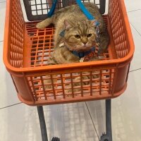 British Shorthair, Kedi  Nisannn fotoğrafı