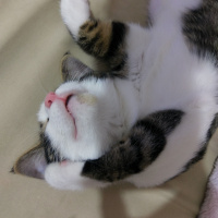 Tekir Kedi, Kedi  Ponçik fotoğrafı