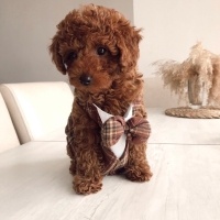 Poodle (Minyatür Kaniş), Köpek  Lucas fotoğrafı