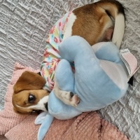 Beagle, Köpek  Çilek fotoğrafı