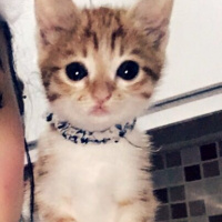 Tekir Kedi, Kedi  Minnoş fotoğrafı