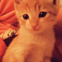 Tekir Kedi, Kedi  Minnoş fotoğrafı