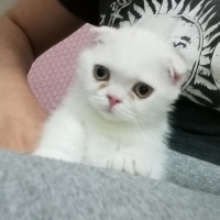 Scottish Fold, Kedi  Puffy fotoğrafı