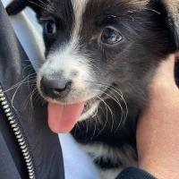 Border Collie, Köpek  Gece fotoğrafı