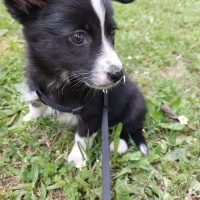 Border Collie, Köpek  Gece fotoğrafı