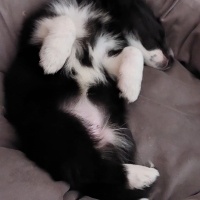 Border Collie, Köpek  Gece fotoğrafı