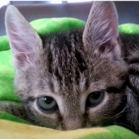 Tekir Kedi, Kedi  Ponçik fotoğrafı