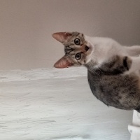 Tekir Kedi, Kedi  Boncuk fotoğrafı