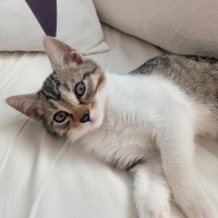Tekir Kedi, Kedi  Boncuk fotoğrafı