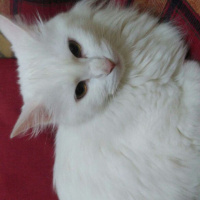 Ankara Kedisi, Kedi  Pamuk fotoğrafı