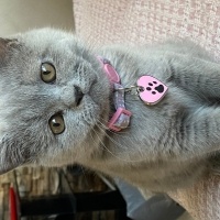 British Shorthair, Kedi  MİA fotoğrafı