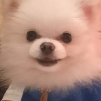 Pomeranyalı, Köpek  fındık fotoğrafı
