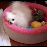 Pomeranyalı, Köpek  fındık fotoğrafı