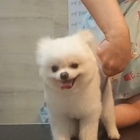 Pomeranyalı, Köpek  fındık fotoğrafı