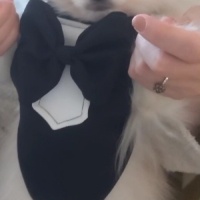 Pomeranyalı, Köpek  fındık fotoğrafı
