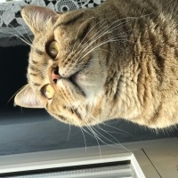 British Shorthair, Kedi  Bedo fotoğrafı