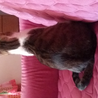Tekir Kedi, Kedi  Kıpır fotoğrafı
