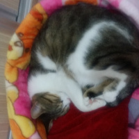 Tekir Kedi, Kedi  Kıpır fotoğrafı