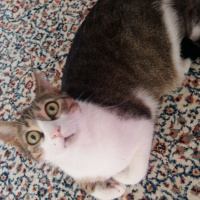 Tekir Kedi, Kedi  Kıpır fotoğrafı
