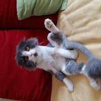 Scottish Fold, Kedi  Padme (Padilik) fotoğrafı
