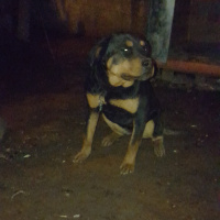 Rottweiler, Köpek  Cesy fotoğrafı