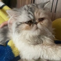 İran Kedisi (Persian), Kedi  Şila fotoğrafı