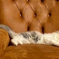 İran Kedisi (Persian), Kedi  Şila fotoğrafı