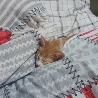 Sarman, Kedi  Tarçın fotoğrafı