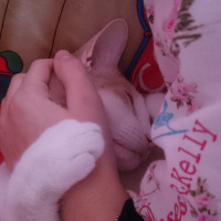 Tekir Kedi, Kedi  Tekir fotoğrafı