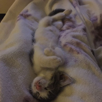 Tekir Kedi, Kedi  susam fotoğrafı