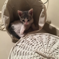 Tekir Kedi, Kedi  susam fotoğrafı