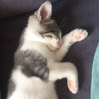 Tekir Kedi, Kedi  susam fotoğrafı