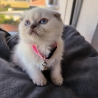 Scottish Fold, Kedi  hulusi fotoğrafı
