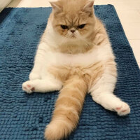 Exotic Shorthair, Kedi  Tina fotoğrafı