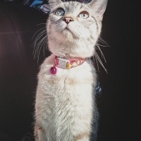 British Shorthair, Kedi  Çakıl fotoğrafı