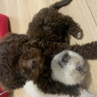 Poodle(Standart Kaniş), Köpek  Rolex fotoğrafı