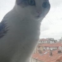 Tekir Kedi, Kedi  Pamuk fotoğrafı