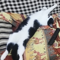 Tekir Kedi, Kedi  Dante fotoğrafı