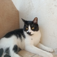 Tekir Kedi, Kedi  Dante fotoğrafı