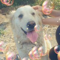 Golden Retriever, Köpek  Bebiş fotoğrafı