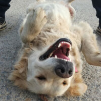 Golden Retriever, Köpek  Bebiş fotoğrafı