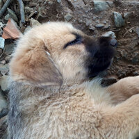 Golden Retriever, Köpek  Bebiş fotoğrafı