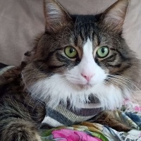 Norwegian Forest, Kedi  BONCUK fotoğrafı