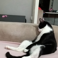 Tekir Kedi, Kedi  Jackson fotoğrafı
