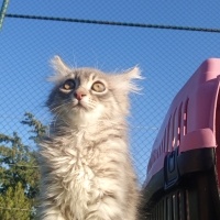 İran Kedisi (Persian), Kedi  gece fotoğrafı
