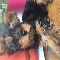 Yorkshire Terrier, Köpek  Shot fotoğrafı