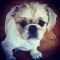 Pekingese, Köpek  MİŞA fotoğrafı