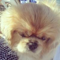 Pekingese, Köpek  MİŞA fotoğrafı